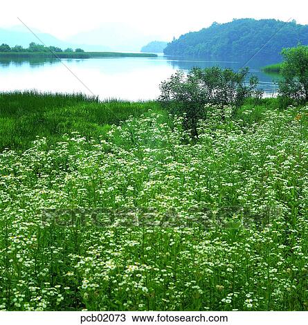 river, riverside, river, Erigeron annuus, Gaemangcho, day, field flower View Large Photo Image Stock Image - river, riverside, river, Erigeron annuus, Gaemangcho, day, field flower. Fotosearch