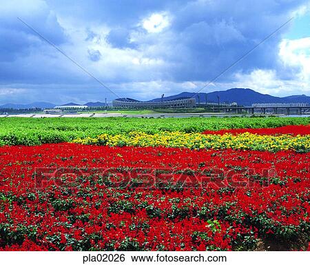 Stock Photograph - salvia, terrace land on the river, spring, day, flower field, 0429. Fotosearch