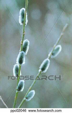 Stock Photograph - spring, branch, spring, pussy-willow, day, 0098. Fotosearch