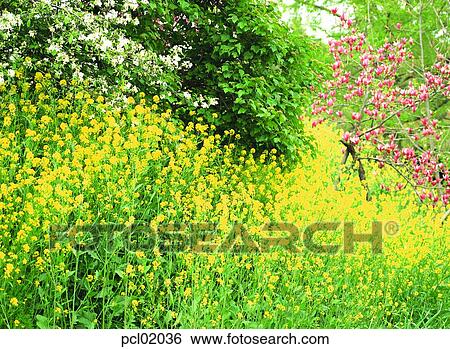 spring, flower, spring, day, flower field, spring flower, 0436 View Large Photo Image Stock Photograph - spring, flower, spring, day, flower field, spring flower, 0436. Fotosearch