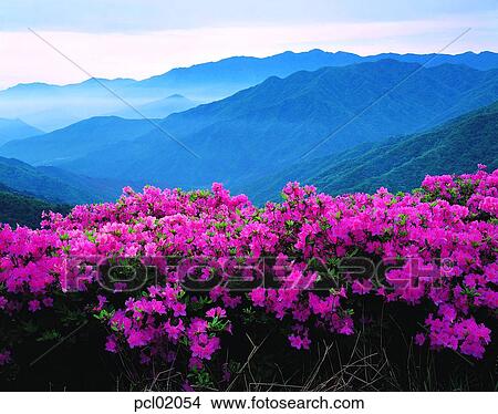 Picture - spring mountain, day, spring flower, spring, spring, spring scenery, 0426. Fotosearch