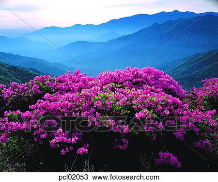 spring mountain, day, spring flower, spring, spring, spring scenery, 0425 View Large Photo Image Stock Image - spring mountain, day, spring flower, spring, spring, spring scenery, 0425. Fotosearch