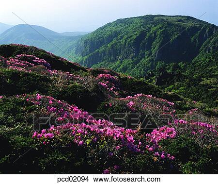 spring scenery, day, spring mountain, spring, spring, 0437 View Large Photo Image Picture - spring scenery, day, spring mountain, spring, spring, 0437. Fotosearch