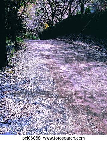 street, road, way, flower leaf, day, cherry blossom, cherry blossom tree View Large Photo Image Stock Photo - street, road, way, flower leaf, day, cherry blossom, cherry blossom tree. Fotosearch