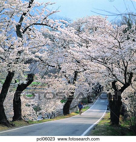 Stock Image - street tree, avenue, blooming, tree, day, cherry blossom, cherry blossom street. Fotosearch