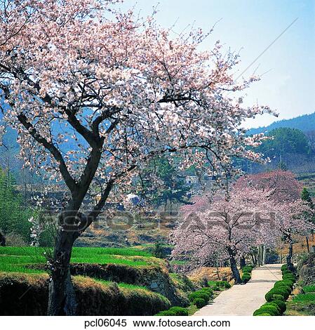 street tree, avenue, flower plant, flowering tree, day, farm village, agricultural district View Large Photo Image Stock Photography - street tree, avenue, flower plant, flowering tree, day, farm village, agricultural district. Fotosearch