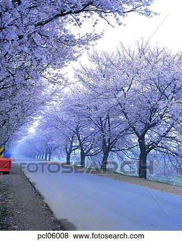 street tree, avenue, street, road, way, flower plant, flowering tree View Large Photo Image Stock Photo - street tree, avenue, street, road, way, flower plant, flowering tree. Fotosearch