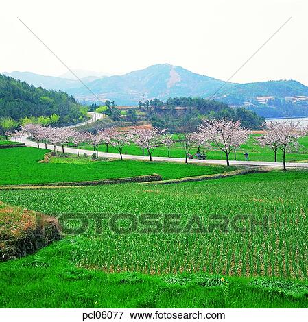 street tree, avenue, street, road, way, day, farm scenery View Large Photo Image Stock Photo - street tree, avenue, street, road, way, day, farm scenery. Fotosearch