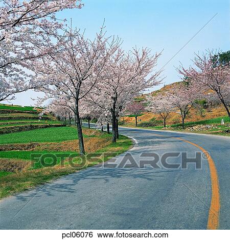 street tree, avenue, street, road, way, day, road View Large Photo Image Stock Photograph - street tree, avenue, street, road, way, day, road. Fotosearch