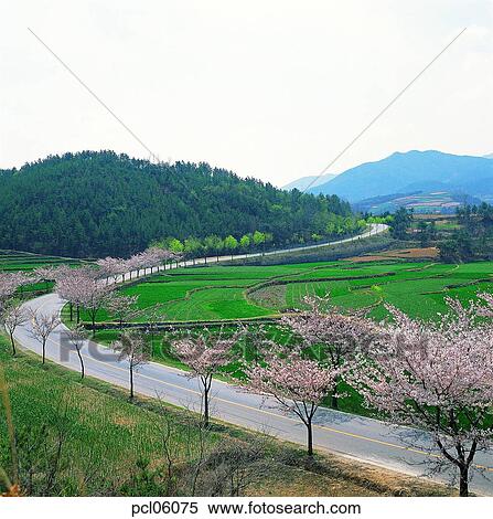 street tree, avenue, street, road, way, day, road View Large Photo Image Stock Photography - street tree, avenue, street, road, way, day, road. Fotosearch