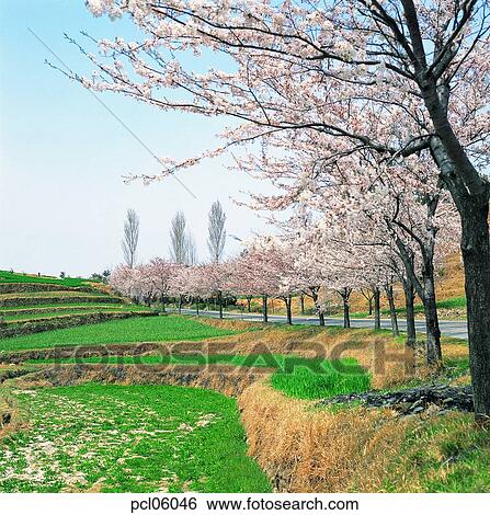 street tree, avenue, tillage, cultivated land, holdings, day, farm village View Large Photo Image Stock Photograph - street tree, avenue, tillage, cultivated land, holdings, day, farm village. Fotosearch