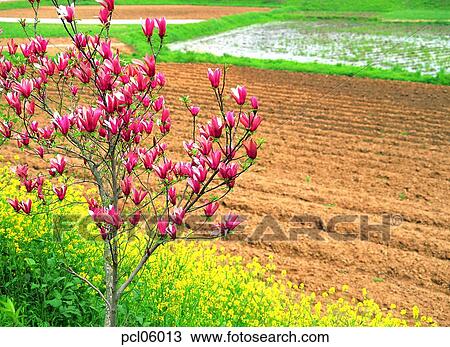 tillage, cultivated land, holdings, flower, day, farm village, agricultural district View Large Photo Image Stock Image - tillage, cultivated land, holdings, flower, day, farm village, agricultural district. Fotosearch