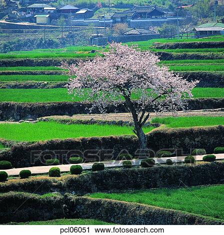 tillage, cultivated land, holdings, day, rice field, farm village, agricultural district View Large Photo Image Stock Image - tillage, cultivated land, holdings, day, rice field, farm village, agricultural district. Fotosearch