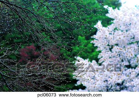 tree, branch, day, cherry blossom, cherry blossom tree, spring, spring View Large Photo Image Stock Image - tree, branch, day, cherry blossom, cherry blossom tree, spring, spring. Fotosearch