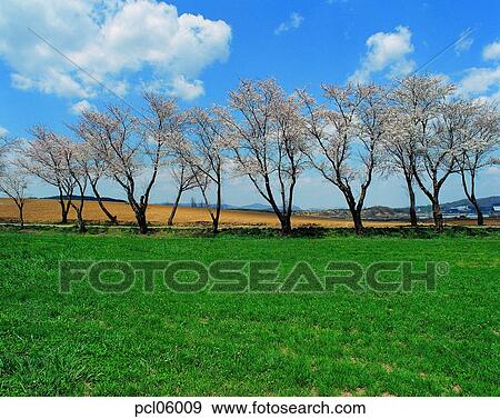 tree, day, grassland, plain, field, cherry blossom, cherry blossom tree View Large Photo Image Stock Photo - tree, day, grassland, plain, field, cherry blossom, cherry blossom tree. Fotosearch