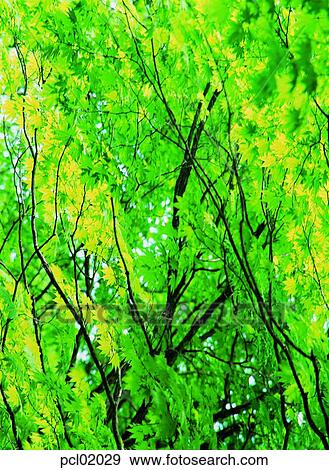 tree, leaf, leaves, day, maple tree, spring View Large Photo Image Stock Photo - tree, leaf, leaves, day, maple tree, spring. Fotosearch