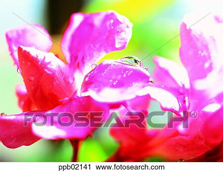 花 二 花 跌水 春天 桃紅色花 Cyclamen 種類最齊全的圖像 Ppb Fotosearch