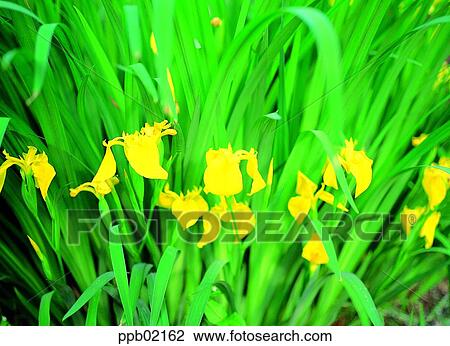 Bleu Drapeau Fleur Iris Printemps Fleur Jaune 0072 Banque Dimage