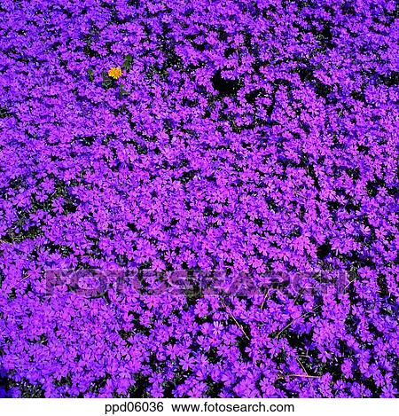 blooming, flower, flower field, full bloom, spring, plant View Large Photo Image Stock Photograph - blooming, flower, flower field, full bloom, spring, plant. Fotosearch