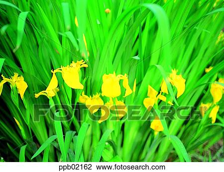 Stock Image - blue flag, flower, iris, spring, yellow flower, 0072. Fotosearch