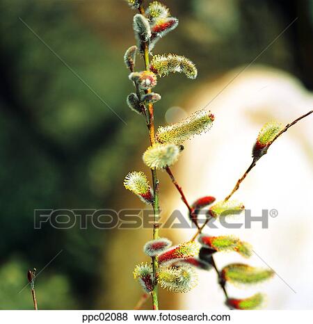 Stock Photo - branch, day, pussy-willow, spring, spring, spring scenery. Fotosearch