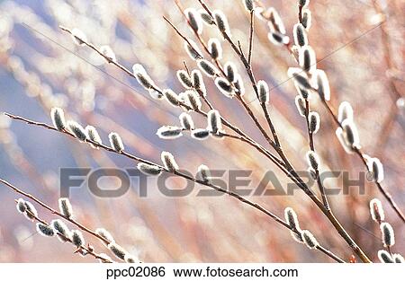 branch, day, pussy-willow, spring, spring, spring scenery View Large Photo Image Stock Photograph - branch, day, pussy-willow, spring, spring, spring scenery. Fotosearch