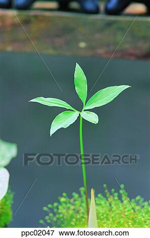 bud, day, bud, sprout, spring, 0102 View Large Photo Image Stock Photo - bud, day, bud, sprout, spring, 0102. Fotosearch