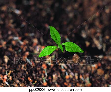bud, spring, bud, sprout, spring, 0076 View Large Photo Image Stock Photograph - bud, spring, bud, sprout, spring, 0076. Fotosearch