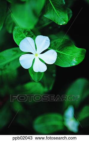 closeup, flower, plant, spring, two blossoms, 0088 View Large Photo Image Stock Image - closeup, flower, plant, spring, two blossoms, 0088. Fotosearch