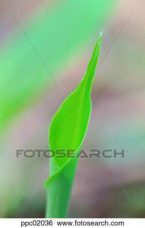 Stock Photograph - closeup, spring, leaves, leaf, plant, 0022. Fotosearch