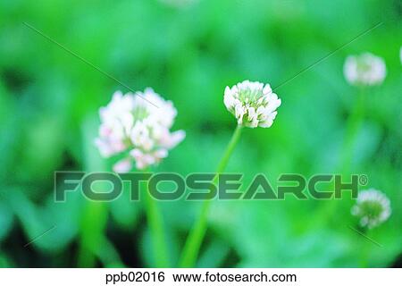 clover, flower, nature, plant, tree, clover, 0037 View Large Photo Image Stock Photograph - clover, flower, nature, plant, tree, clover, 0037. Fotosearch