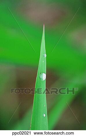 dew, green, plant, spring, water drop, 0006 View Large Photo Image Stock Image - dew, green, plant, spring, water drop, 0006. Fotosearch