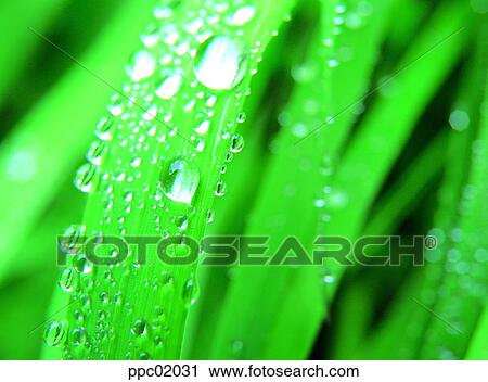 Stock Image - dew, green, plant, spring, water drop, 0017. Fotosearch
