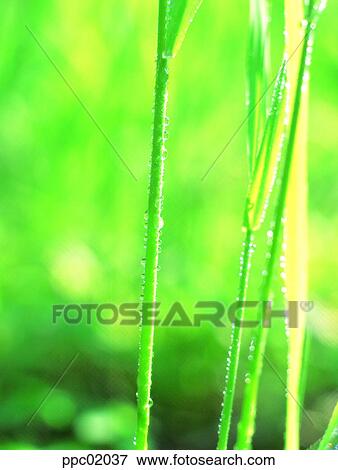 Stock Photo - dew, spring, stalk, stem, plant, 0024. Fotosearch