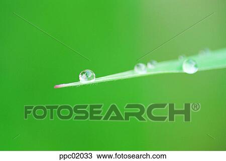 Stock Image - dew, water drop, dew, plant, spring, 0019. Fotosearch