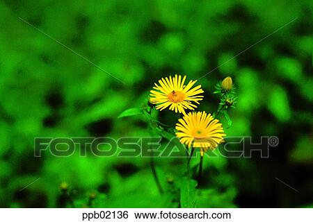elecampane, yellow flower, two blossoms, field flower, wild flower, spring View Large Photo Image Stock Photograph - elecampane, yellow flower, two blossoms, field flower, wild flower, spring. Fotosearch