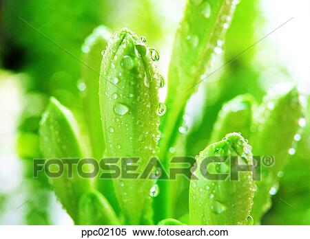 flower bud, water drop, spring, plant, green, dew View Large Photo Image Stock Photography - flower bud, water drop, spring, plant, green, dew. Fotosearch