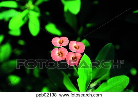 Stock Photo - flower, Euphorbia splendens Bojer, day, field flower, wild flower, spring. Fotosearch