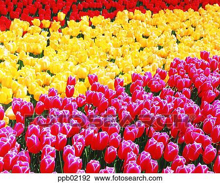 flower, flower field, spring, plant, several blossoms, gardening View Large Photo Image Stock Image - flower, flower field, spring, plant, several blossoms, gardening. Fotosearch