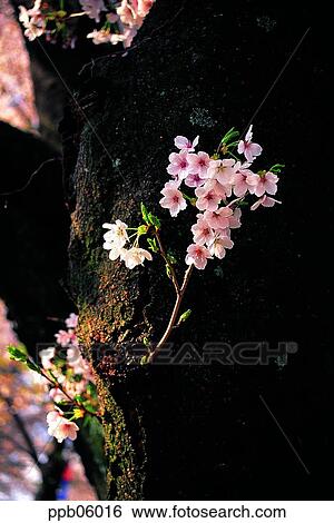 Stock Photograph - flower, flower plant, flowering tree, tree, cherry blossom, cherry blossom tree, spring. Fotosearch