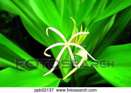 flower, orchid, orchid, orchid, Poison Lily, spring View Large Photo Image Stock Photo - flower, orchid, orchid, orchid, Poison Lily, spring. Fotosearch
