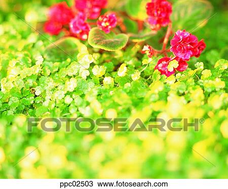 flower, spring, spring, African violet, Saintpaulia, plant View Large Photo Image Stock Image - flower, spring, spring, African violet, Saintpaulia, plant. Fotosearch