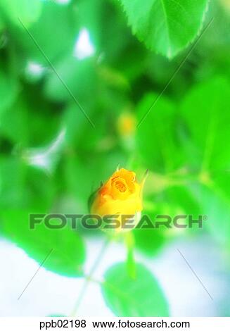 flower, yellow flower, yellow rose, spring, plant, rose View Large Photo Image Stock Photo - flower, yellow flower, yellow rose, spring, plant, rose. Fotosearch