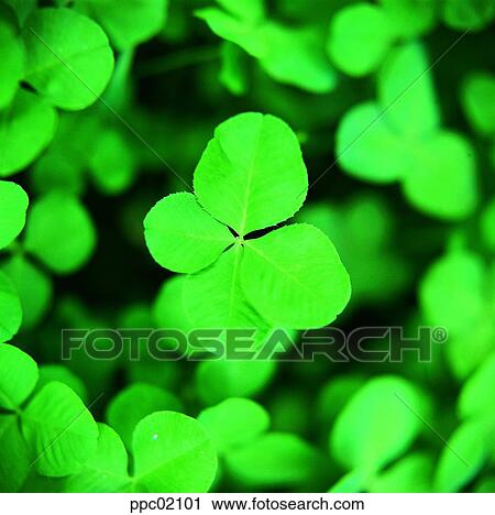 Stock Image - four-leaf clover, green, spring, spring, plant, clover. Fotosearch