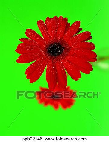 Gerbera hybrids, flower, two blossoms, spring, red flower, red flower View Large Photo Image Stock Photograph - Gerbera hybrids, flower, two blossoms, spring, red flower, red flower. Fotosearch