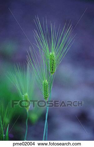 grain, corn, cereals, grain, cereals, barley, 0041 View Large Photo Image Picture - grain, corn, cereals, grain, cereals, barley, 0041. Fotosearch