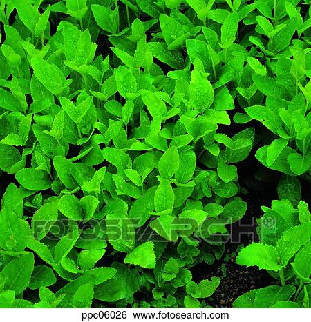 green, spring, spring, plant, leaf, leaves View Large Photo Image Stock Photograph - green, spring, spring, plant, leaf, leaves. Fotosearch