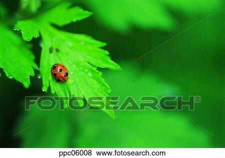 Stock Photo - insect, bug, ladybug, spring, leaf, leaves. Fotosearch