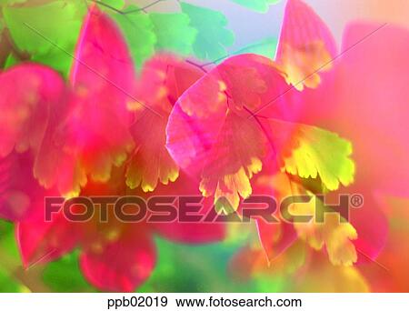 Stock Photo - leaf, flower, plant, spring, petal, 0045. Fotosearch