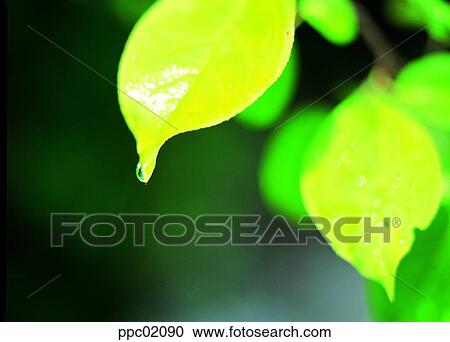 Stock Image - leaf, leaves, spring, plant, dew, leaf. Fotosearch